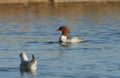 A beautiful female Goosander Mergus merganser fishing on a lake.