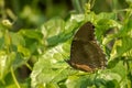 Butterfly Great Eggfly Hypolimnas bolina Royalty Free Stock Photo