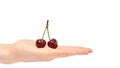 Beautiful female hand holds cherry gesture. Isolated on white background. copy space, template. Royalty Free Stock Photo