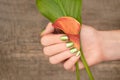 Beautiful female hand with green nail design holding calla lily. Female hand with glitter manicure on wooden background Royalty Free Stock Photo