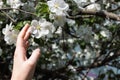 beautiful female hand touches a branch of a blossoming apple tree Royalty Free Stock Photo
