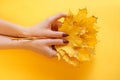 Beautiful female hands on a background, holding autumn yellow leaves, the concept of care of a skin of hands Royalty Free Stock Photo