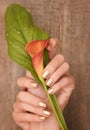 Beautiful female hands with gold nail design holding calla lily Royalty Free Stock Photo