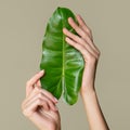 Beautiful female hands hold green leaf. Cleanliness and care. Olive background Royalty Free Stock Photo