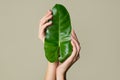 Beautiful female hands hold green leaf. Cleanliness and care. Olive background Royalty Free Stock Photo