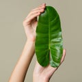 Beautiful female hands hold green leaf. Cleanliness and care. Olive background Royalty Free Stock Photo