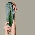 Beautiful female hands hold green leaf. Cleanliness and care. Olive background Royalty Free Stock Photo