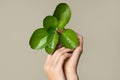 Beautiful female hands hold green leaf. Cleanliness and care. Olive background Royalty Free Stock Photo