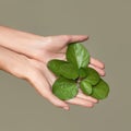 Beautiful female hands hold green leaf. Cleanliness and care. Olive background Royalty Free Stock Photo