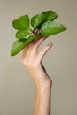 Beautiful female hands hold green leaf. Cleanliness and care. Olive background Royalty Free Stock Photo