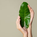 Beautiful female hands hold green leaf. Cleanliness and care. Olive background Royalty Free Stock Photo