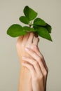 Beautiful female hands hold green leaf. Cleanliness and care. Olive background Royalty Free Stock Photo