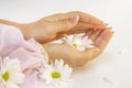 Beautiful female hands hold a white chrysanthemum flower, sun rays and glare in their palms.Concept: beauty and tenderness, health Royalty Free Stock Photo