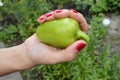 Beautiful female hands holding green pepper, on a grass background in garden Royalty Free Stock Photo