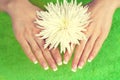 Beautiful female hands with perfect french manicure Royalty Free Stock Photo