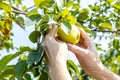 Beautiful female hands pick a ripe yellow apple from a branch. Natural organic products. Autumn harvesting apples concept Royalty Free Stock Photo