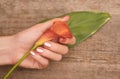 Beautiful female hands with pink nail design holding calla lily Royalty Free Stock Photo