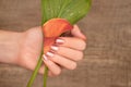 Beautiful female hands with pink nail design holding calla lily Royalty Free Stock Photo