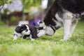 A beautiful female husky dog touching her cute puppy in the backyard outdoors. Happy family of siberian husky dog Royalty Free Stock Photo