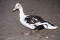 Beautiful female Indo duck close up Royalty Free Stock Photo