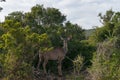 Beautiful female kudu antelope in the wild. Safari game drive in Africa