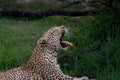 Beautiful female leopard yawning Royalty Free Stock Photo