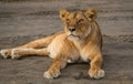 Beautiful female Lion after a heavy meal is taking a break Royalty Free Stock Photo