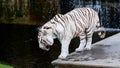 Beautiful female lion Panthera leo lyingWhite Bengal tiger in captivity walking through its enclosure Royalty Free Stock Photo