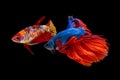 Beautiful female and male betta splendens half moon siamese betta fish on black background