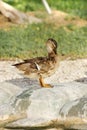 A beautiful female Mallard duck