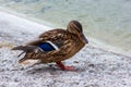 Female Mallard duck stands on the shore of the lake