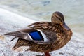 Female Mallard duck stands on the shore of the lake