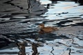 Beautiful female mallard duck swimming in cold harbor sea Royalty Free Stock Photo