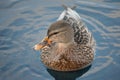 Beautiful female mallard duck swimming in cold harbor sea Royalty Free Stock Photo