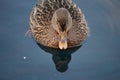 Beautiful female mallard duck swimming in cold harbor sea water Royalty Free Stock Photo