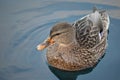 Beautiful female mallard duck swimming in cold harbor sea water Royalty Free Stock Photo