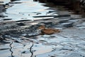 Beautiful female mallard duck swimming in cold harbor sea water Royalty Free Stock Photo