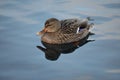 Beautiful female mallard duck swimming in cold harbor sea water Royalty Free Stock Photo