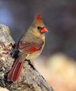 Beautiful Female Northern Cardinal Royalty Free Stock Photo