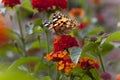 Beautiful Female Painted Lady Butterfly