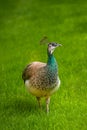 Beautiful Female Peacock Bird