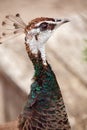 Beautiful female peacock in bright colors. Close-up. Animals in wildlife. Female peacock looks into the frame at close range. Royalty Free Stock Photo