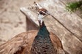 Beautiful female peacock in bright colors. Close-up. Animals in wildlife. Female peacock looks into the frame at close range. Royalty Free Stock Photo