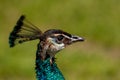 A beautiful female peacock head (Animal close up portrait Royalty Free Stock Photo