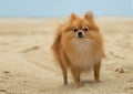 A beautiful female pomeranian dog