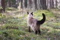 Beautiful female siamese cat walking in forest, on blurry background Royalty Free Stock Photo