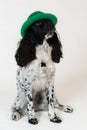 Beautiful female spaniel in a green hat on white background