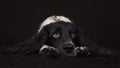 Beautiful female spaniel lies and is funny looks around on black background stock footage video