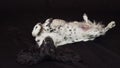 Beautiful female spaniel lies on his back on black background stock footage video