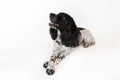 Beautiful female spaniel lies on white background